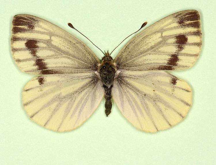 Pieris napi female (aberrant form confluens 2) (Internet Image property of respective owner, non-commercial use only)